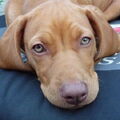 Vizsla Korthaar