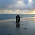 Berner Sennenhond