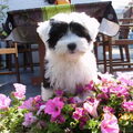Tibetaanse Terrier