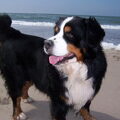 Berner Sennenhond