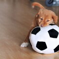 Dit is Shaely op 29 mei 2011. Vanaf het begin af is ie gek op ballen geweest, in elke soort en grootte!