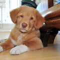 Hier probeert Shaely een knipoog te geven. De foto is gemaakt op 12 juli 2011 dus was hij 2 maanden en 4 dagen oud.
