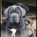 Cane Corso Italiano