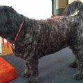 Bouvier