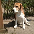 Beagle