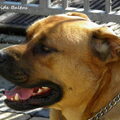 Perro Dogo Mallorquín