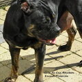 Perro Dogo Mallorquín