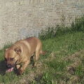 Perro Dogo Mallorquín