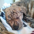 mijn schat als pup in de mand.