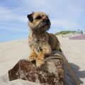 Border Terrier