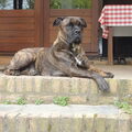 Cane Corso