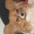 Vlinderhond