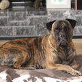 Lola vermist