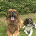 Leonberger