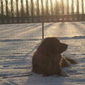 Leonberger