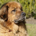 Leonberger
