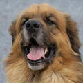 Leonberger