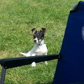 Jack Russell Terrier