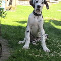 Duitse Dog, zwart zwart wit