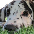 Duitse Dog