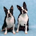Boston Terrier