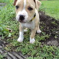 American Staffordshire Terrier