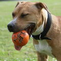 American Staffordshire Terrier