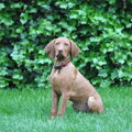Vizsla (Hongaarse staande hond)