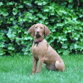 Vizsla Korthaar