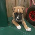 American Staffordshire Terrier