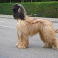 Afghaanse Windhond