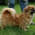 Tibetaanse Spaniel