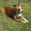 Staffordshire Bull Terrier