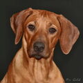 Rhodesian Ridgeback