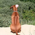 Rhodesian Ridgeback