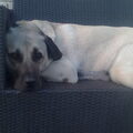 Anatolische herder