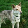 Saarlooswolfhond