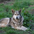Saarlooswolfhond