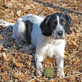 Engelse Springer Spaniel