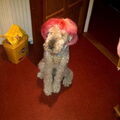 Dit is mijn hond Fenny, ze is inmiddels al overleden.