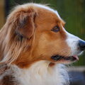 Kooikerhondje