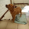 American Staffordshire Terrier