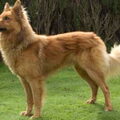 El Perro de Pastor Garafiano