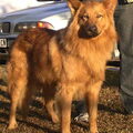 El Perro de Pastor Garafiano