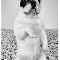 Franse Bulldog