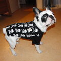 Franse Bulldog