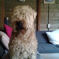 Irish Softcoated Wheaten Terriër