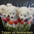 Grote Keeshond, wit
