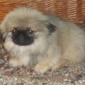 Pekingees