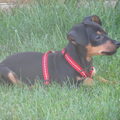 Dwergpinscher